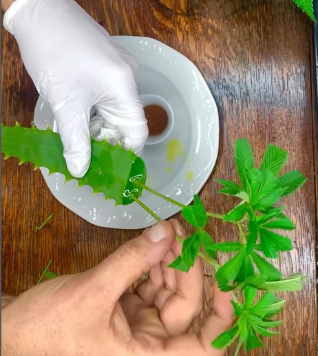 Cloning the Green Hill Way
