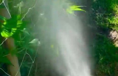 IPM – Integrated Pest Management