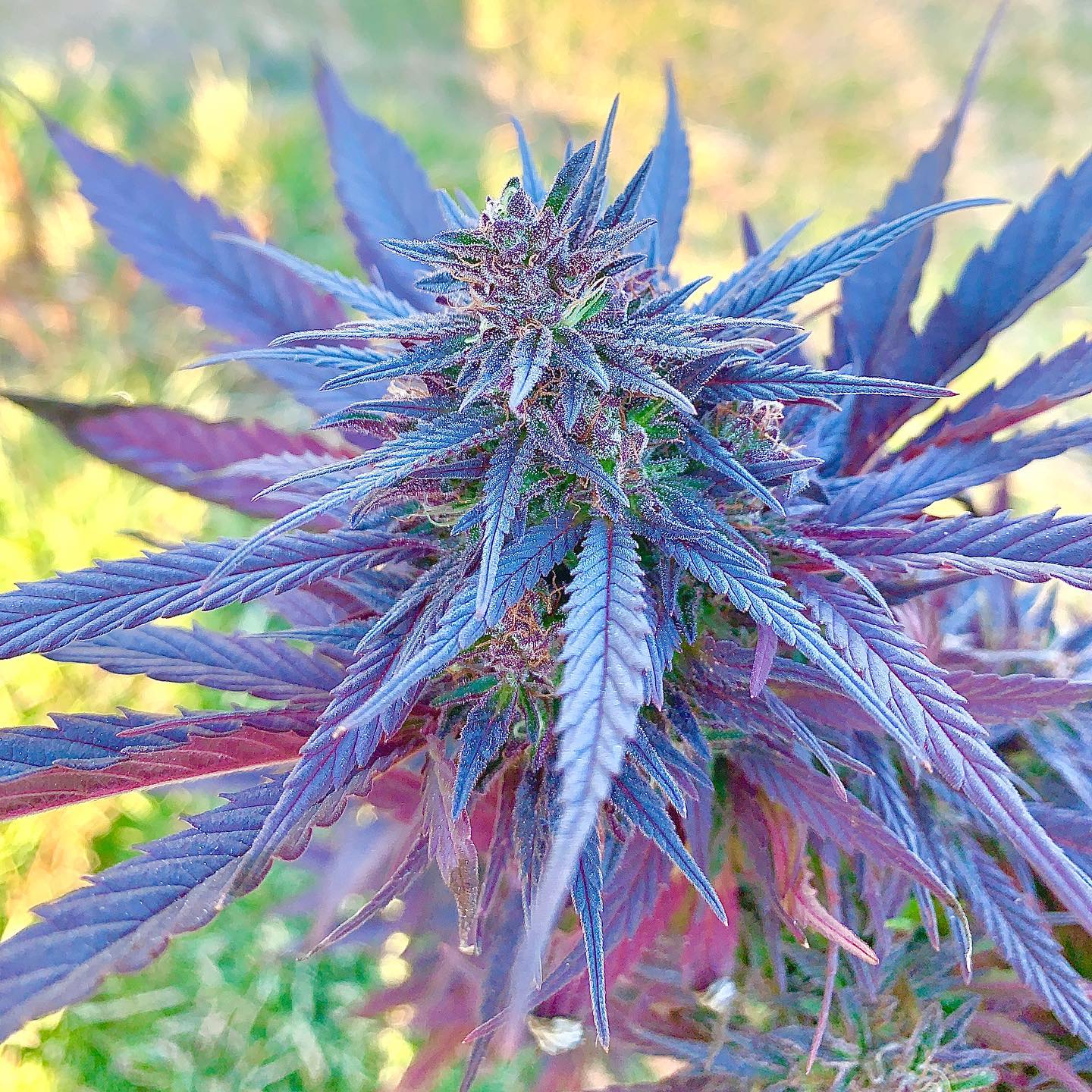 Green Hill | South Africa