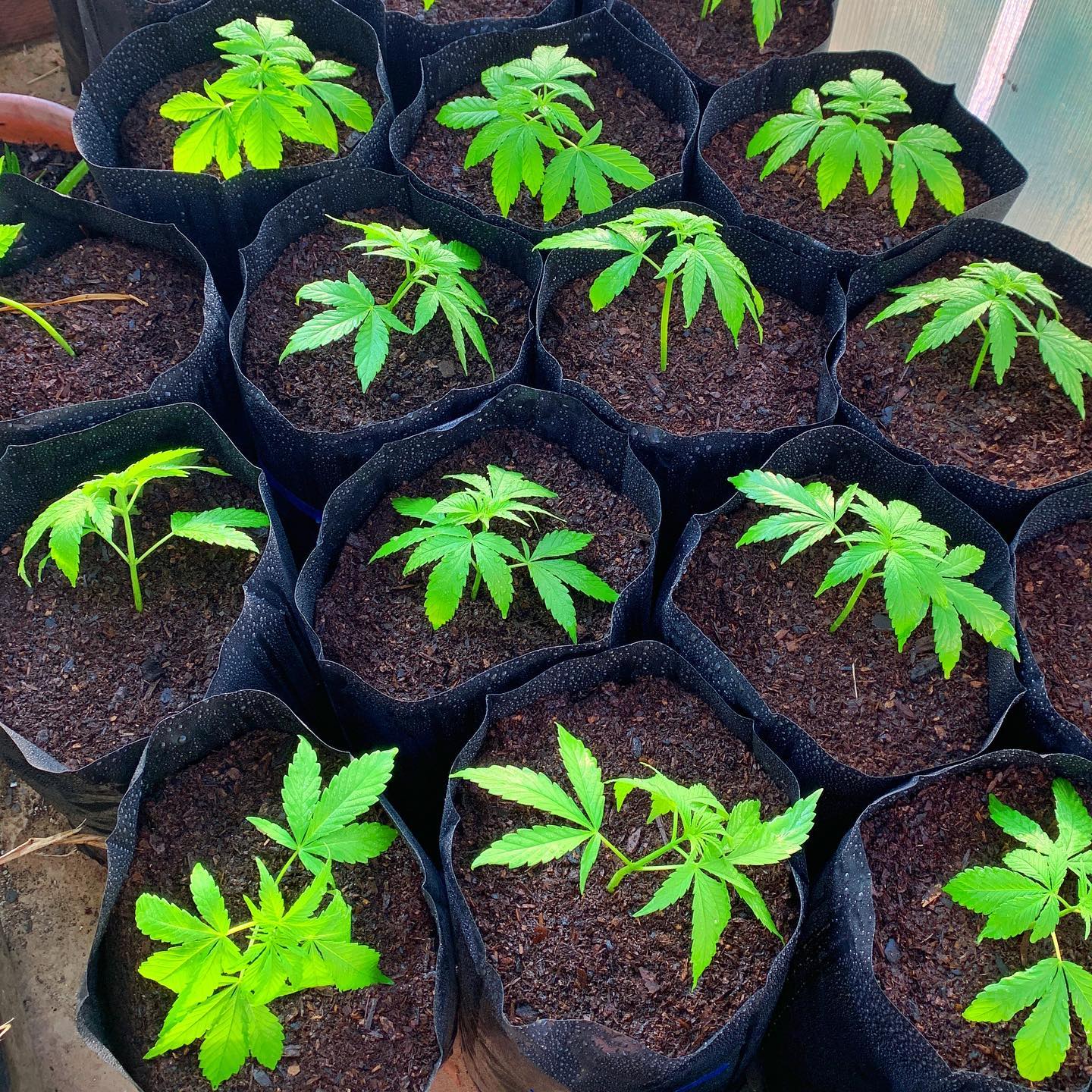 Green Hill | South Africa