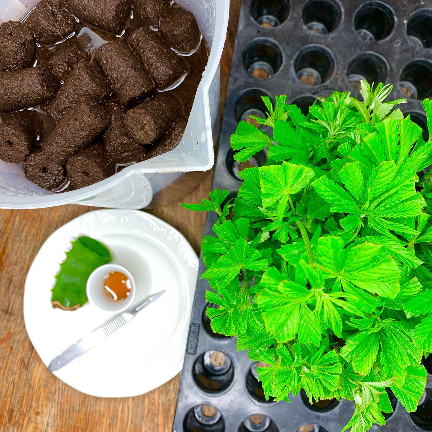 Green Hill | South Africa