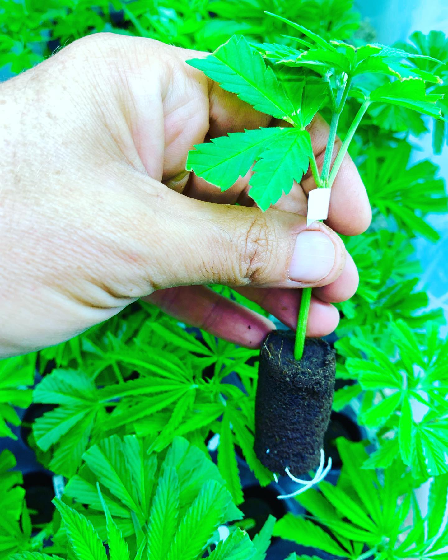 Green Hill | South Africa